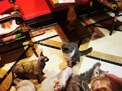 -猫色咖啡·猫咖