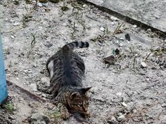 -东莞宠友24H宠物中心医院·转诊夜诊·异宠(新河北路院)
