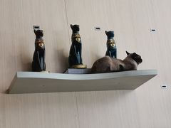-飞行喵MR PILOT|猫舍·猫咖(静安大融城店)