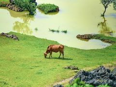 -靖西鹅泉风景区