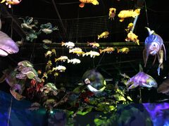 -沙沙哗啦海洋馆(华宇百花谷店)