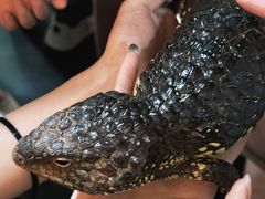 -帕帕拉兹宠物(亚洲旗舰店)