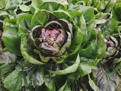 -中国天府农业博览园