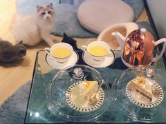 -momokira米努特·德文卷毛猫·棉花面纱犬