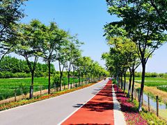 -上海长兴岛郊野公园