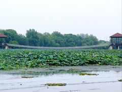 -荷塘月色湿地公园·向阳花洲