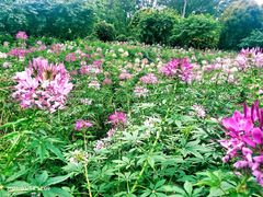 -松山湖梦幻百花洲