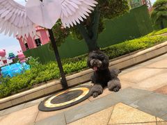 -伟伟宠物医院·瑞派猫友好医院·猫科(光谷店)