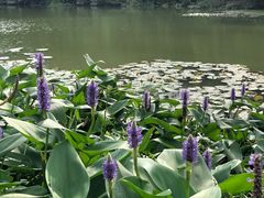 -艾溪湖湿地公园