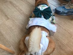 -南京Hallo宠物乐园·哈罗犬舍·柴犬繁育基地