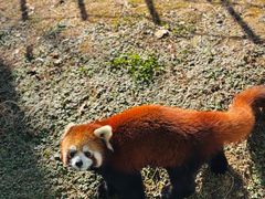 -无锡动物园·太湖欢乐园