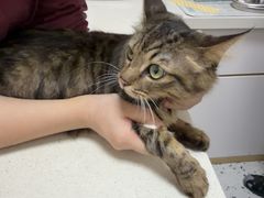 -瑞派康怡24h宠物医院·犬猫医疗中心·微创绝育(瑞景分院)