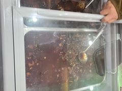 -鸿运兔·手撕烤兔(天府广场店)