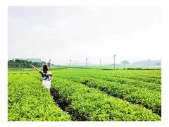 -雪绿茶博物馆