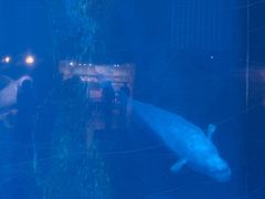 -海合安武汉极地海洋公园