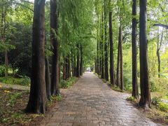 -上海滨江森林公园