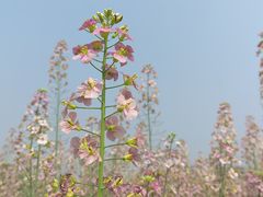 -中国天府农业博览园