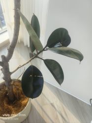 -HEYAN荷妍专业脱毛连锁机构