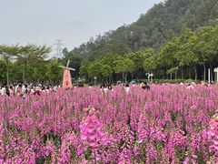 -顺峰山公园