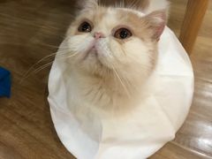 -滚猫咖啡·猫咖·猫友好撸猫(未来城店)