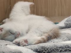 -屋虎猫馆(宝安大仟里店)