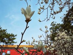-北京市劳动人民文化宫(太庙)