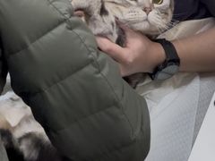 -申普宠物医院·心脏介入·心血管微创(总院)