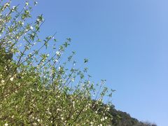 -南国桃园旅游度假区