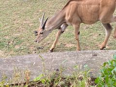 -沈阳森林动物园