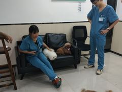 -安安宠物医院(情缘分院)