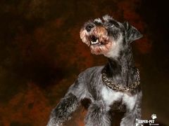 -超宠爱宠物摄影-Super pet