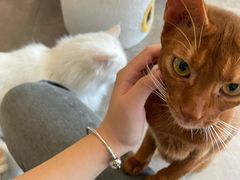 -飞行喵MR PILOT|猫舍·猫咖(静安大融城店)