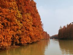 -上海海湾国家森林公园