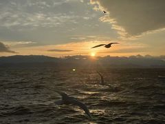 -洱海月湿地公园