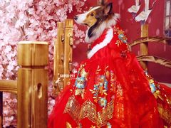 -超宠爱宠物摄影-Super pet