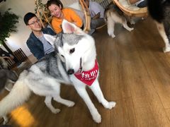 -Husky Go! 哈士奇体验馆·宠物咖啡厅狗咖