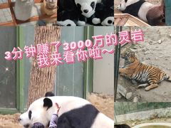 -栾川竹海野生动物园