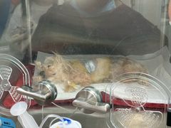 -达爱动物医院·犬猫分区·CT·复杂眼科(远洋山水分院)