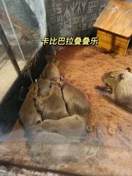 -Zoolung Zoolung动物主题公园(海信广场店)