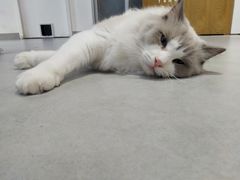 -Heymao猫咖.咖啡厅(东门店)