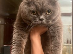 -新蜀会四川豆花(五羊店)