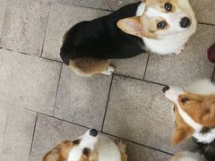 -柯斗斗主题餐厅·狗咖·围炉煮茶·茶饮(国瑞升平里店)