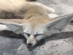 -上海野生动物园