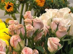 -植物学家的女儿(北马道巷店)