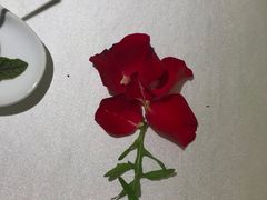 -晶雅花园西餐厅(南京首店)