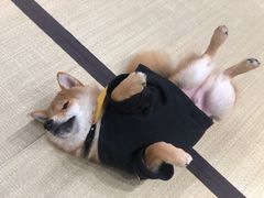 -逗柴咖啡屋·狗咖猫咖宠物桌游