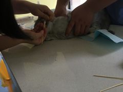 -瑞鹏宠物医院·爱宠堂·骨外专科(西荷分院)