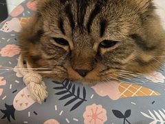 -凯特喵百思猫专科医院