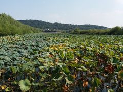 景点三山岛湿地公园-三山岛