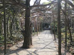 -广西壮族自治区药用植物园